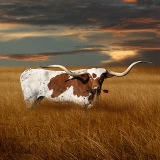 Texas Longhorn cattle wallpaper