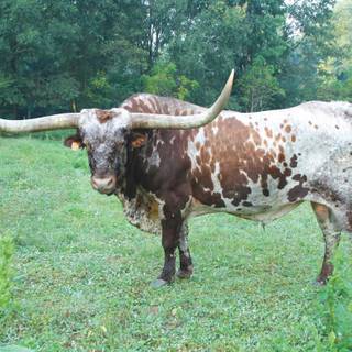Texas Longhorn cattle wallpaper