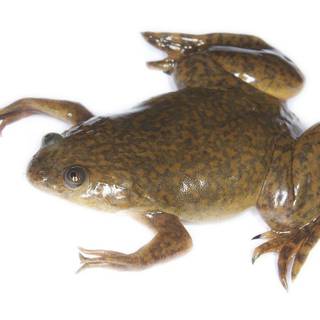 Frog morphology wallpaper