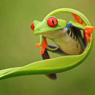 Frog morphology wallpaper