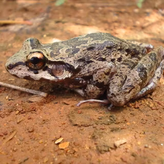 Frog morphology wallpaper