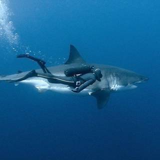 Ocean Ramsey wallpaper