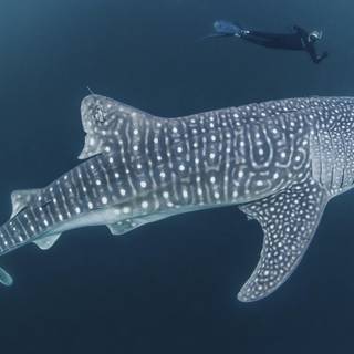 Ocean Ramsey wallpaper