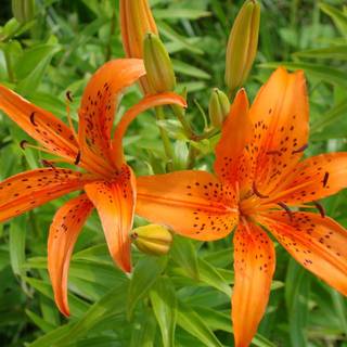 Tiger Lily wallpaper