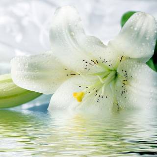 Tiger Lily wallpaper