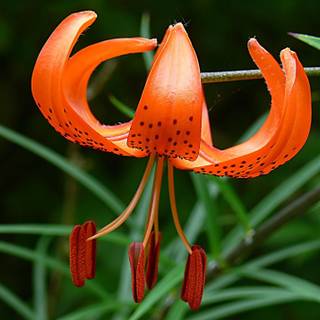 Tiger Lily wallpaper