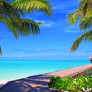 Palm tree and ocean wallpaper