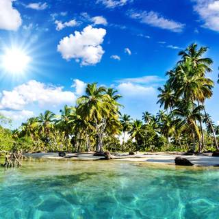Palm tree and ocean wallpaper