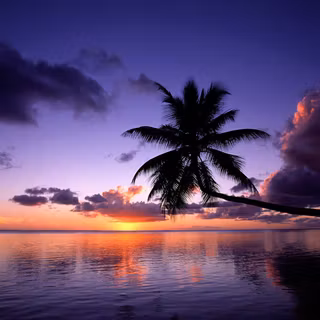 Palm tree and ocean wallpaper