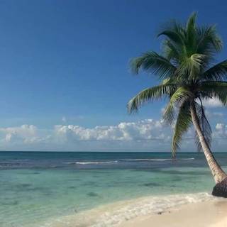 Palm tree and ocean wallpaper