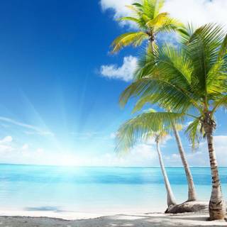 Palm tree and ocean wallpaper