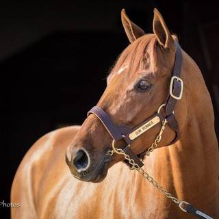 Pegasus World Cup 2019 wallpaper