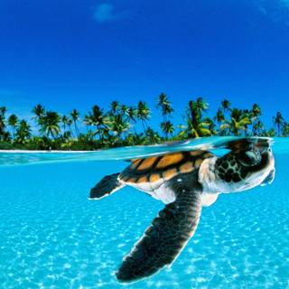 Spirit animals wallpaper