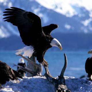 Bald eagles wallpaper