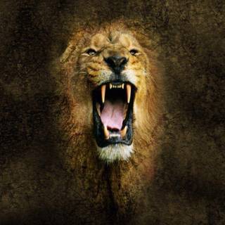 Lion head roaring wallpaper