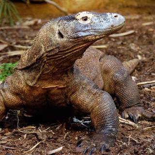 Komodo wallpaper