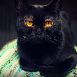 Pete the Cat wallpaper