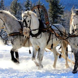 Horses in the snow wallpaper
