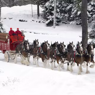 Horses in the snow wallpaper