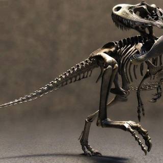 Dinosaur fights wallpaper