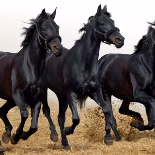 Black horses wallpaper