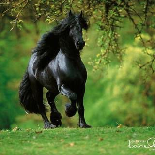 Black horses wallpaper