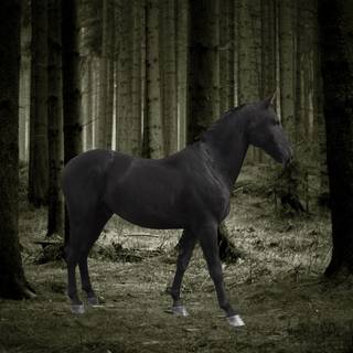 Black horses wallpaper