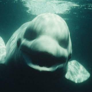 Beluga whales wallpaper