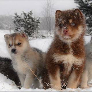 Puppies in the snow wallpaper