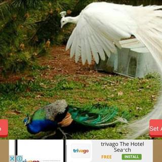 Extinct birds wallpaper