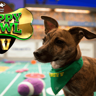 Puppy Bowl 2019 wallpaper