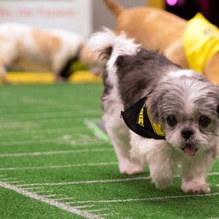 Puppy Bowl 2019 wallpaper