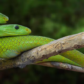 Green mamba wallpaper