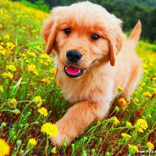 Golden Retriever puppy wallpaper