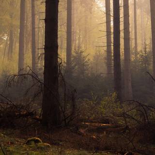 Dead forest wallpaper