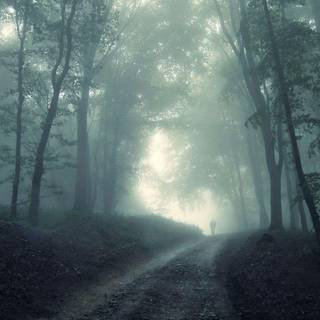 Dead forest wallpaper