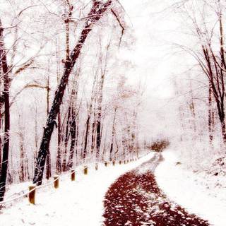 Dead forest wallpaper