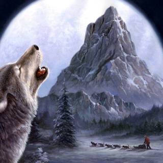 Wolf in mountain wallpaper