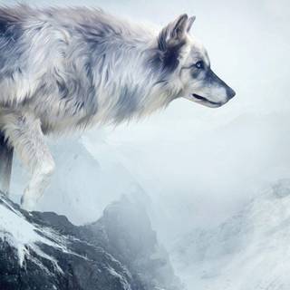 Wolf in mountain wallpaper