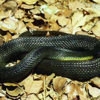 Blue snake wallpaper