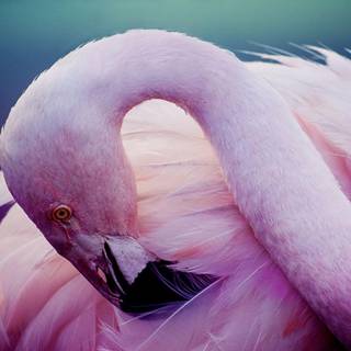 Flamingo pink wallpaper
