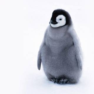 Baby penguins wallpaper
