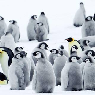 Baby penguins wallpaper