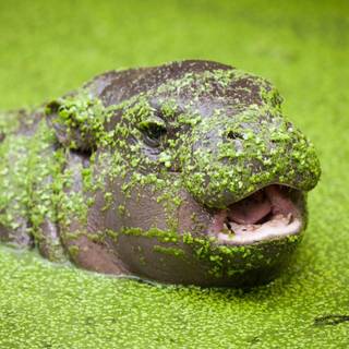 Pygmy hippopotamus wallpaper