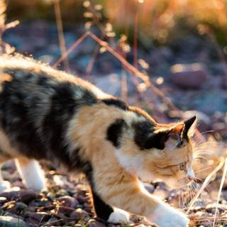 Calico cats wallpaper