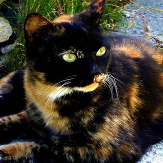 Calico cats wallpaper