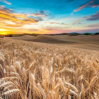 Wheat field wallpaper