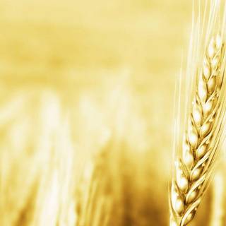 Wheat field wallpaper