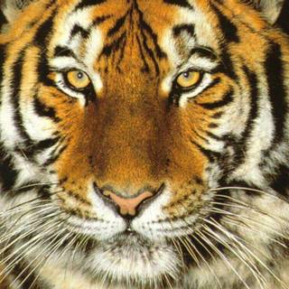Tiger animal wallpaper