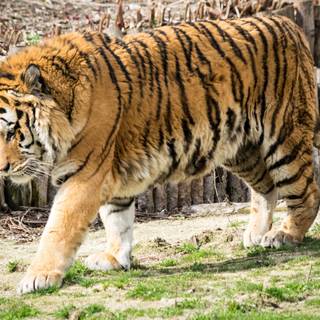 Tiger animal wallpaper